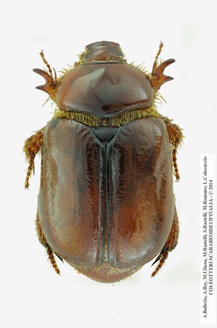 Calicnemis sardiniensis, femmina